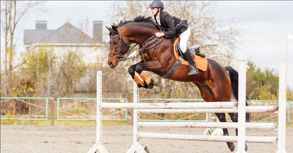 5 Horse Jumping Tips For a New Rider