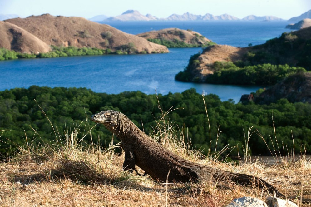 The Attractions of Komodo National Park as an Indonesian Tourism Icon